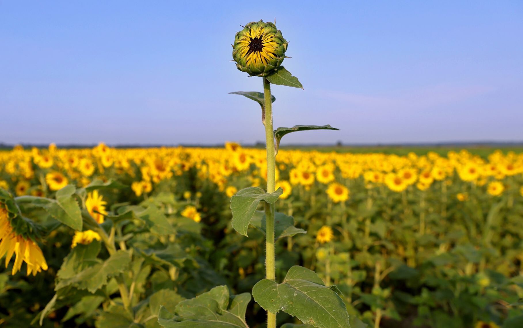 Late bloomer, sunflowers at Columbia Bottom Conservation Area
